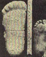 Comparison of Bigfoot's foot with a normal human foot