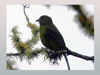 A rare bird species from Brazil at risk of extinction