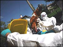 Avian influenza spreads across many countries