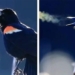 black bird in hiding creates rainbow that inspires social media users 125728