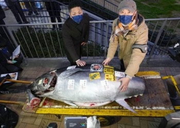 blue striped catfish cannot be sold starting price 275000 usd 125136
