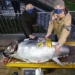 blue striped catfish cannot be sold starting price 275000 usd 125136