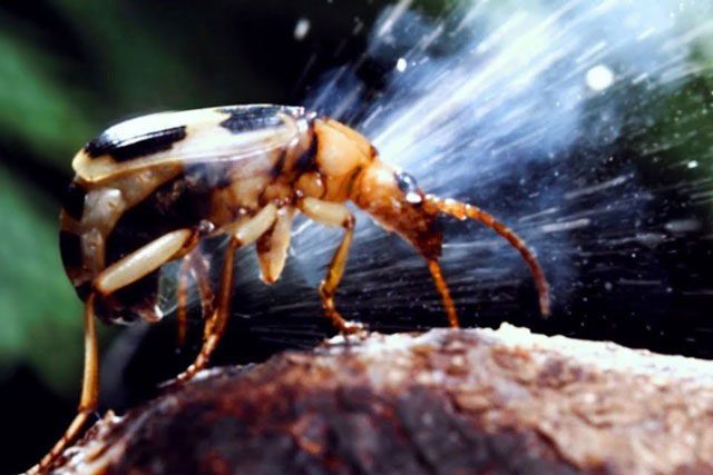 Bombardier Beetle