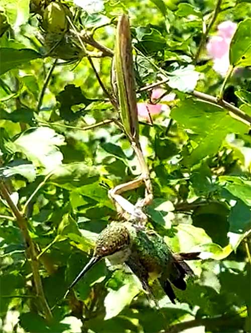 A mantis hanging upside down on a branch, holding a bird with its front legs.
