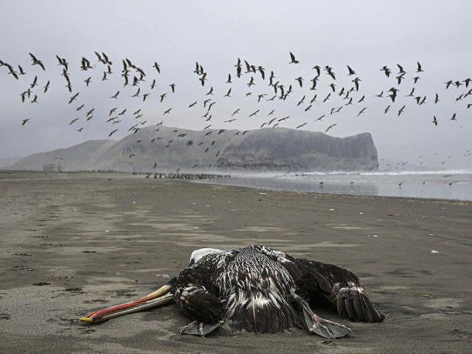 Pelicans among the wild bird species affected by avian influenza in Peru.