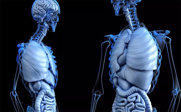 Doctors have discovered new glands in the human face.