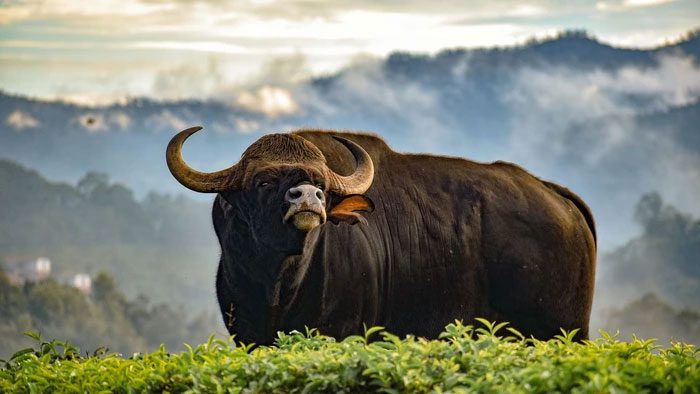 Since 1970, populations of mammals, birds, amphibians, reptiles, and fish have declined by an average of 68%