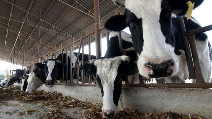 A herd of dairy cows in Henan Province, China.