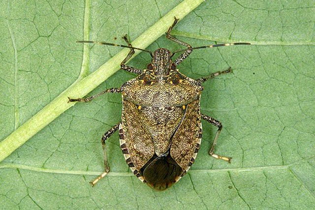 Stink Bug