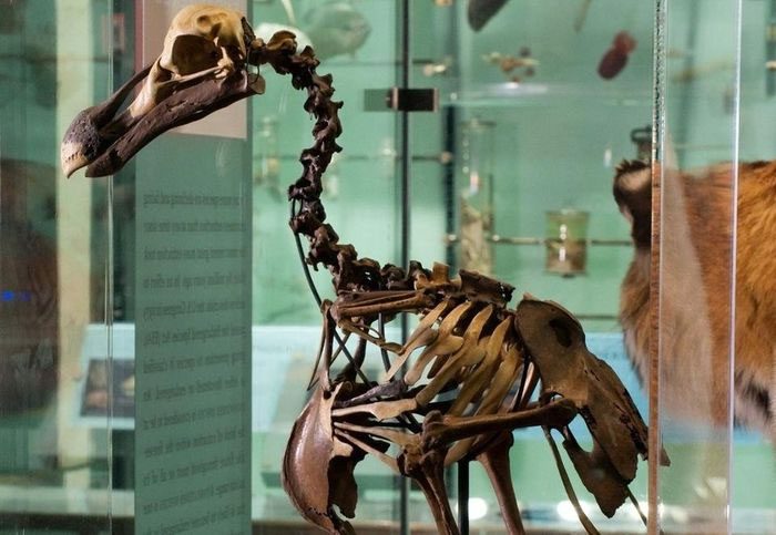 Dodo bird skeleton displayed at the American Museum of Natural History.