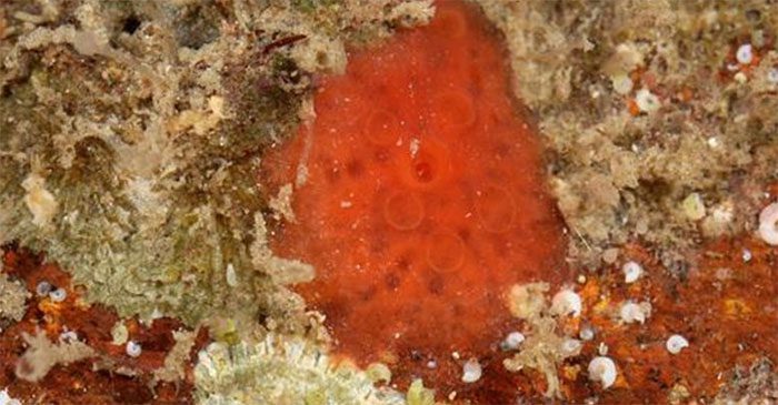 Marine Sponge