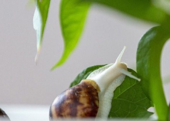 breaking news about snail dance 127583
