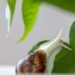 breaking news about snail dance 127583