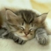 breeding allergy free cats 6159