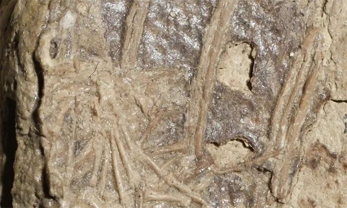 The fossil shows the foot of a small mammal within the skeleton of a microraptor dinosaur.