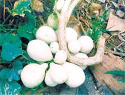 The gourd plant has 36 fruits.