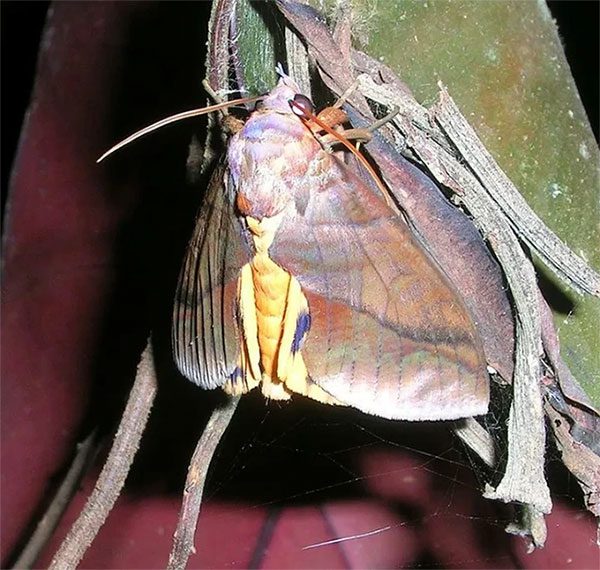 Spodoptera moth