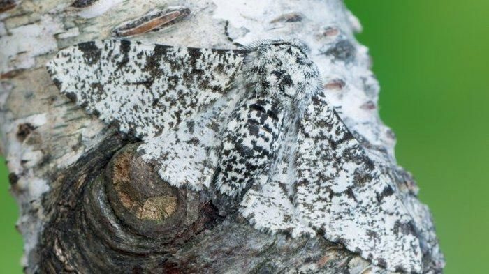 Moth
