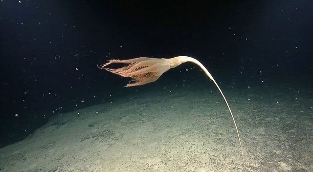 Scientists suspect it is a new species of sea pen.