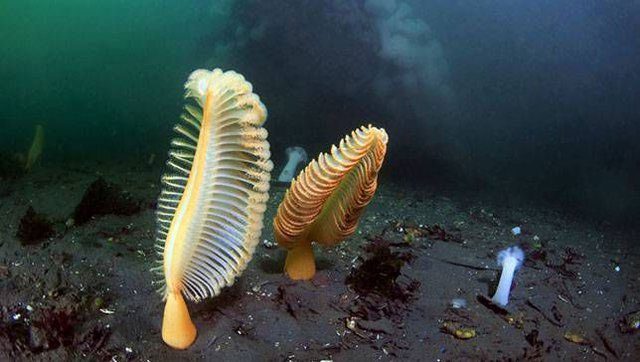 Sea pens are often found on the ocean floor.