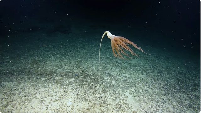The sea pen has tentacles up to 40cm long.