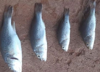 buy squid drops in lajamanu town australia 126032