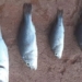 buy squid drops in lajamanu town australia 126032