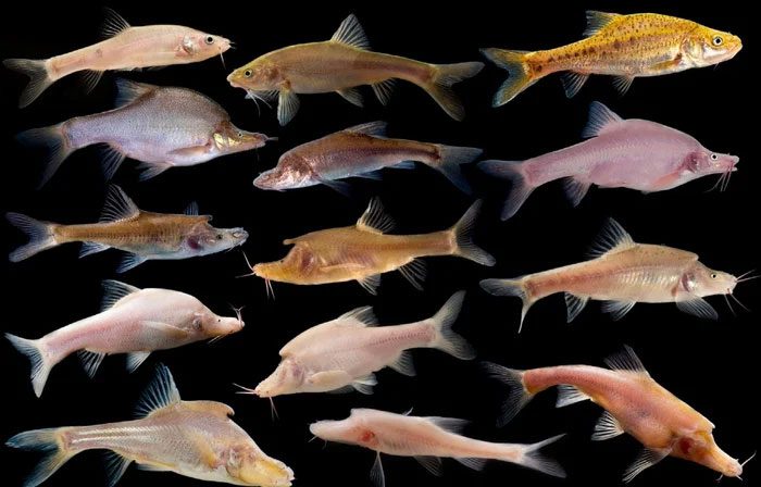 Sinocyclocheilus may have adapted to cave environments