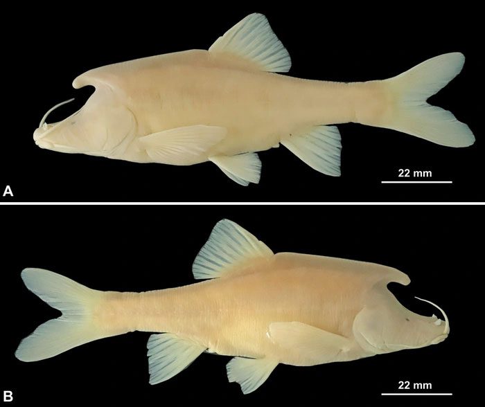 ca Sinocyclocheilus longicornus 2