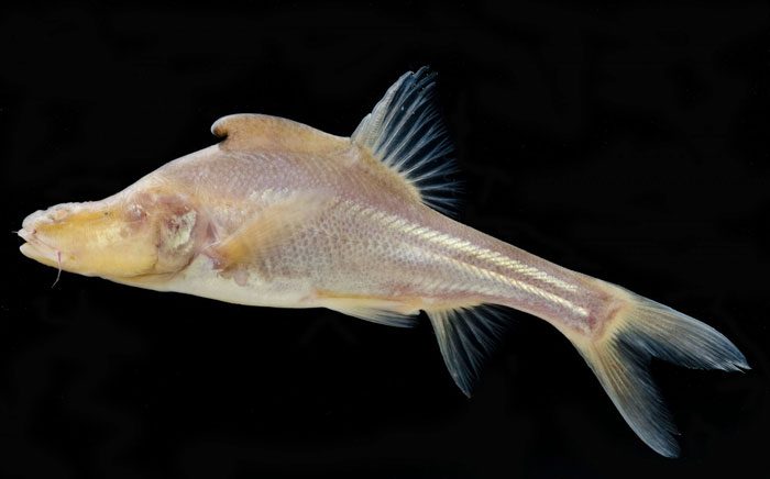 ca Sinocyclocheilus longicornus 3