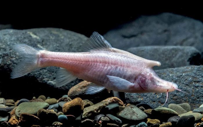 Sinocyclocheilus is a genus of freshwater fish in the family Cyprinidae, endemic to China.