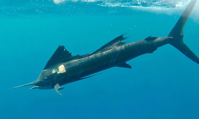 Sailfish with tracking device.