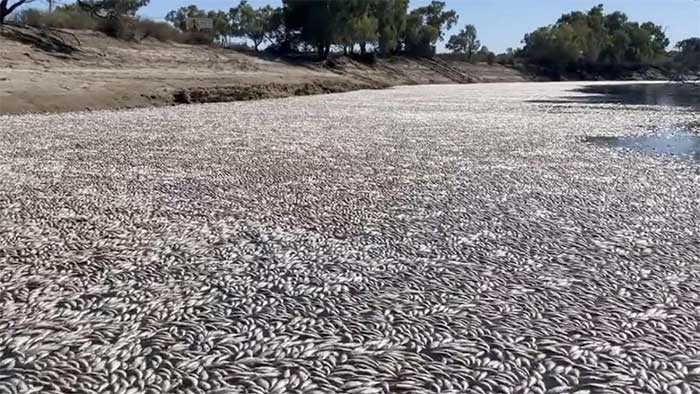 Millions of dead fish on the Darling Baaka River.