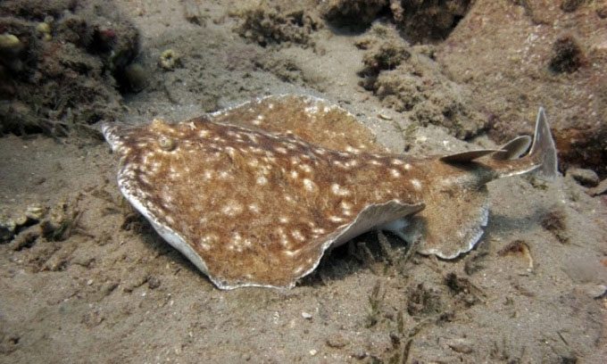 Nano-generator inspired by electric rays.