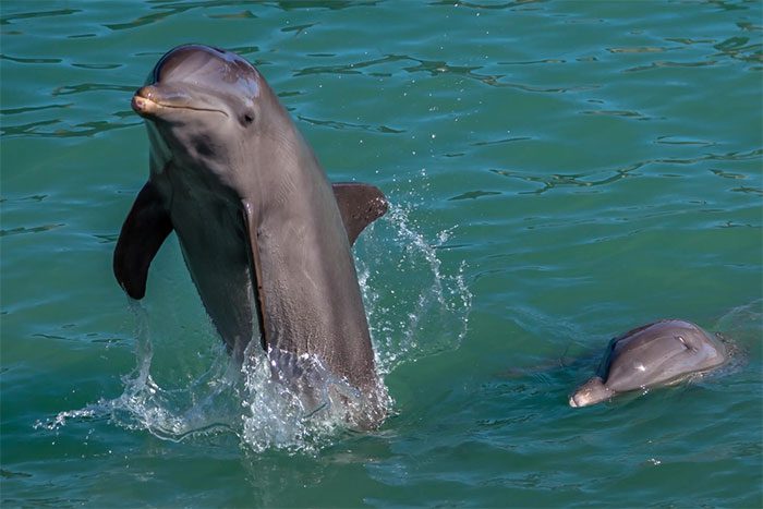 Researchers recently found three dolphins with brains similar to those of humans suffering from Alzheimer’s.