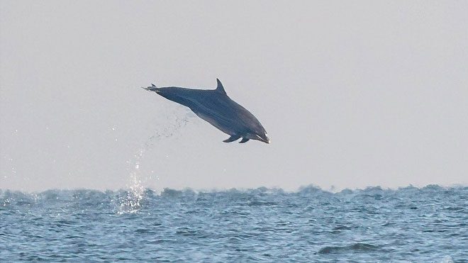 A bottlenose dolphin jumping out of the water in an estimated weight of 500kg.
