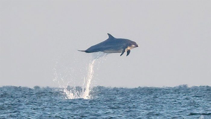 A bottlenose dolphin jumping up to 3m in the air