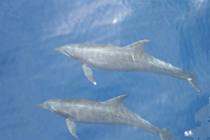 Eastern Tropical Pacific Bottlenose Dolphins prefer deep, offshore waters