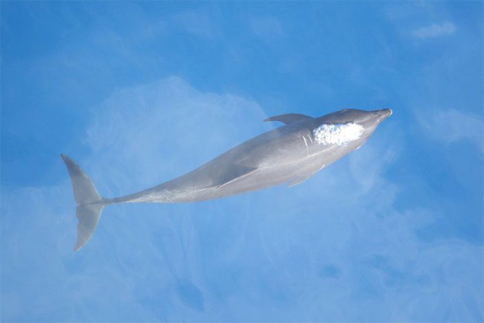 Eastern Tropical Pacific Bottlenose Dolphin (ETP)