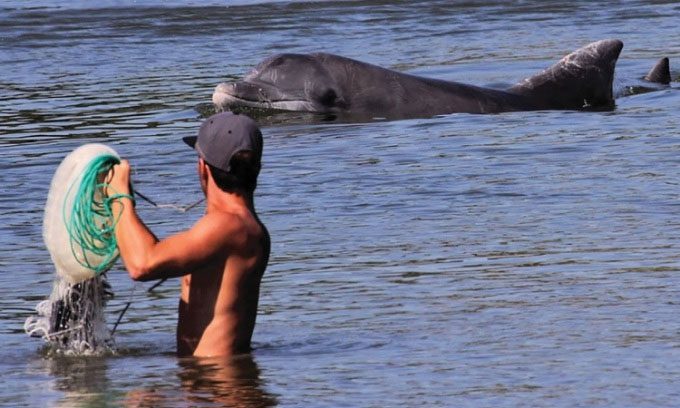 Dolphins help fishermen herd mullet into their nets.