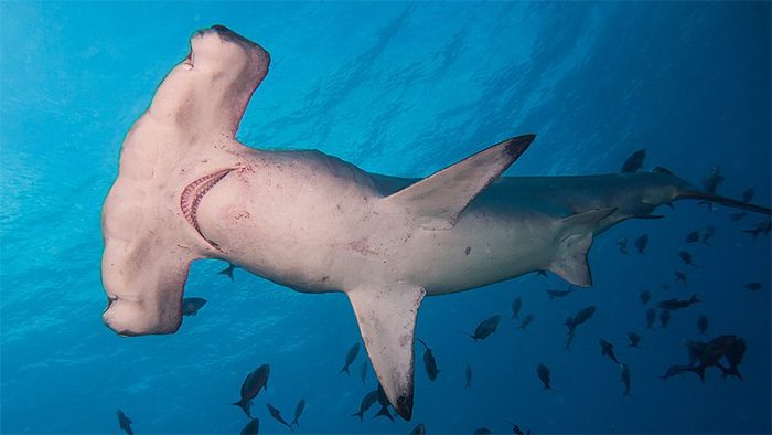 Hammerhead sharks are known for their strange appearance.