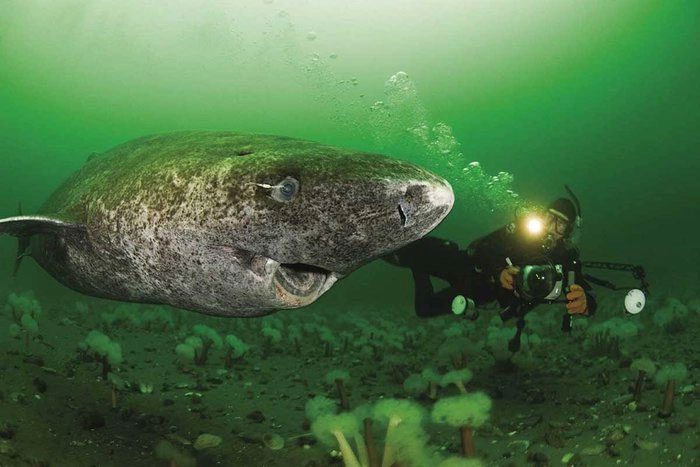 Some shark species, including the Greenland shark, can remain motionless for a time.