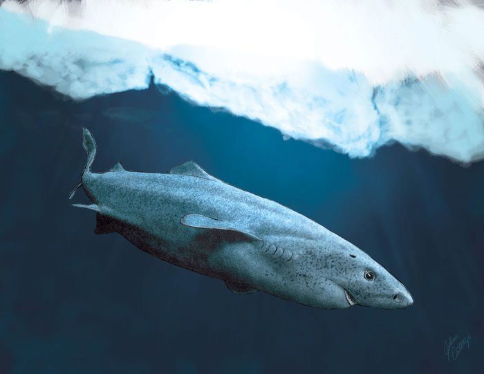 The Greenland shark is an apex predator in the depths of the ocean.