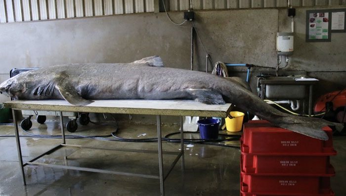 The Greenland shark is difficult to observe in its natural habitat.