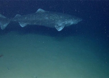 ca map greenland an intriguing and mysterious creature of the ocean 124824