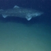 ca map greenland an intriguing and mysterious creature of the ocean 124824