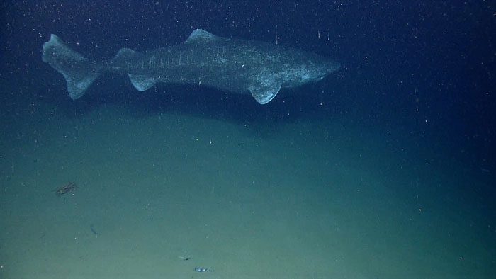Greenland sharks can live for over 500 years.