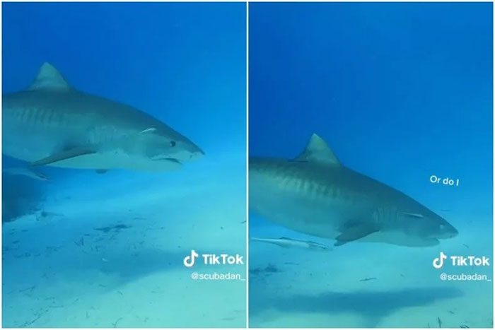 Tiger shark changes eye color when it goes into hunting mode
