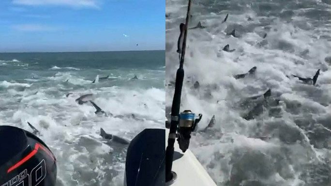Hundreds of sharks hunting in the ocean.