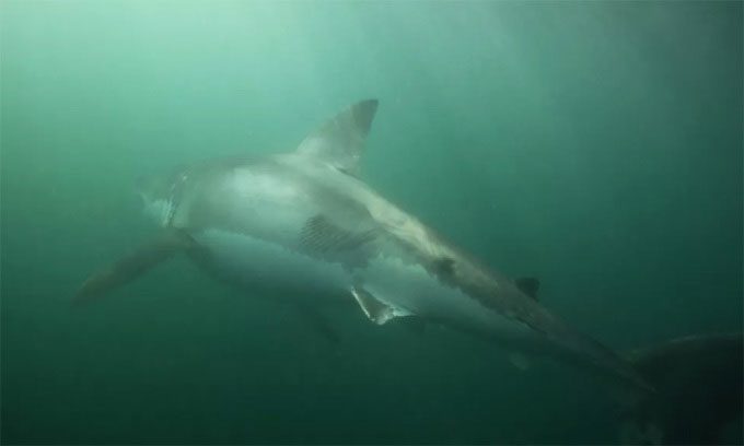  A 3.5m female great white shark injured after an encounter with orcas. 